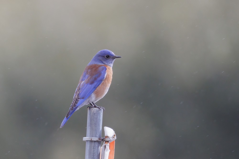 Western Bluebird - ML613832660