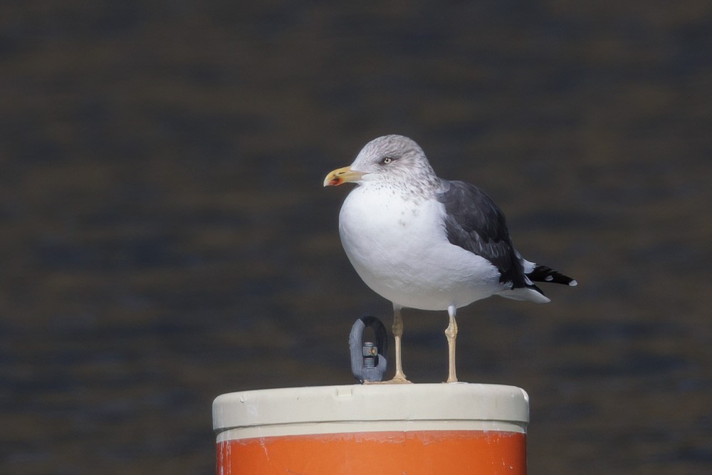 Lesser Black-backed Gull - ML613832699