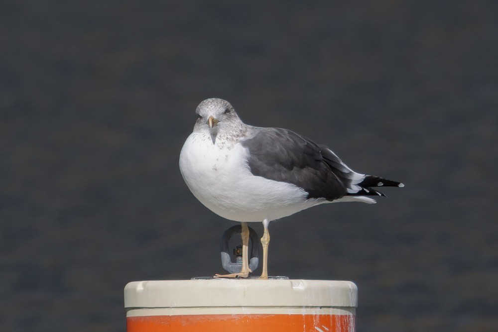 Lesser Black-backed Gull - Becca Cockrum