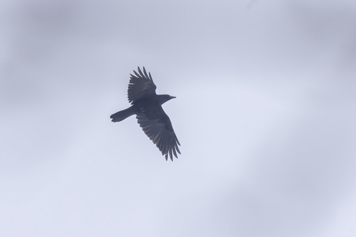 American Crow - ML613832732