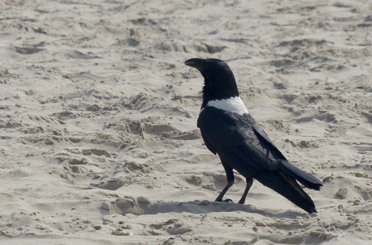 Pied Crow - Garvin Filbert