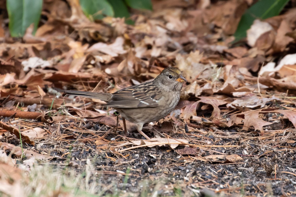 Bruant à couronne dorée - ML613832796