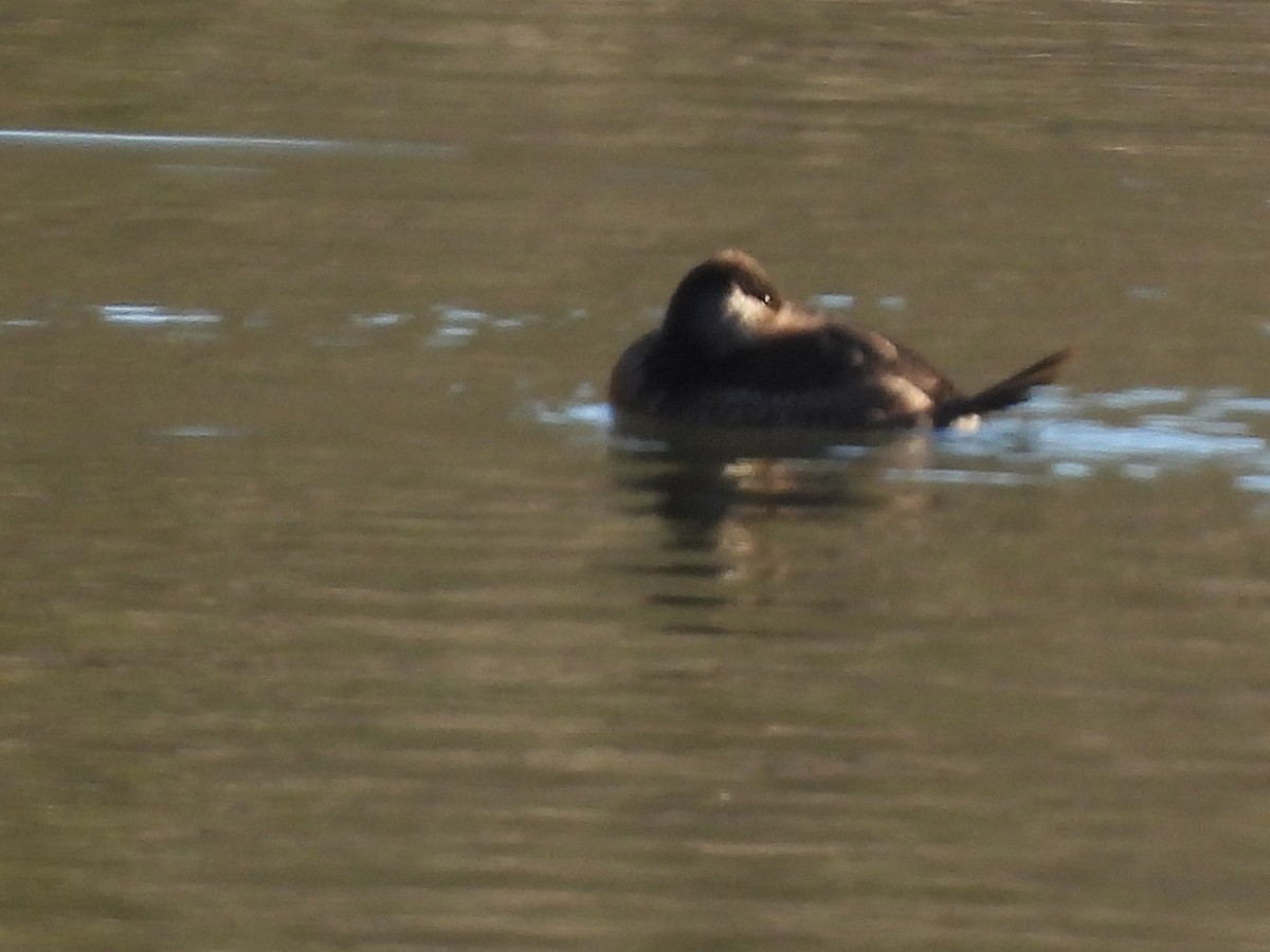 Ruddy Duck - ML613832811