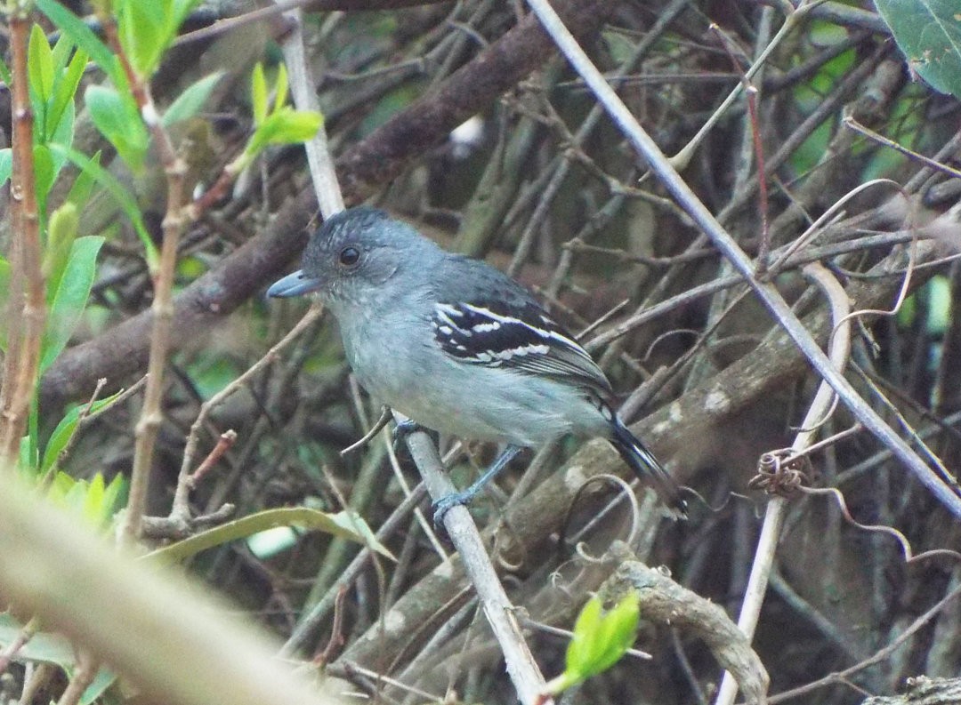 Planalto Slaty-Antshrike - Henrique Heidi Horiyshi