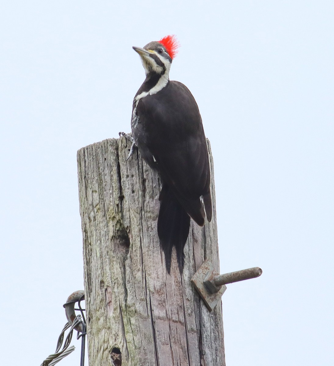 Pileated Woodpecker - Colette Micallef