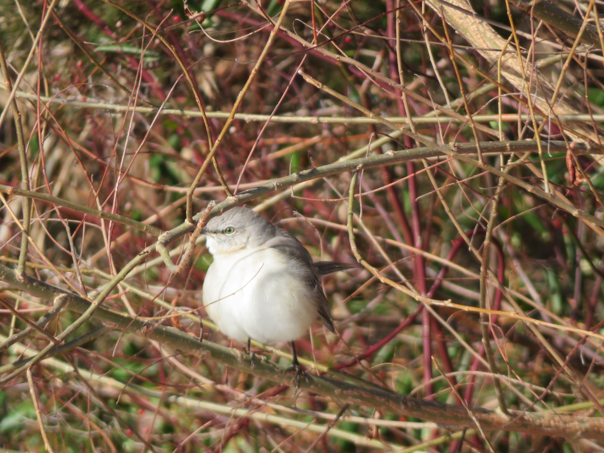 Northern Mockingbird - ML613832926