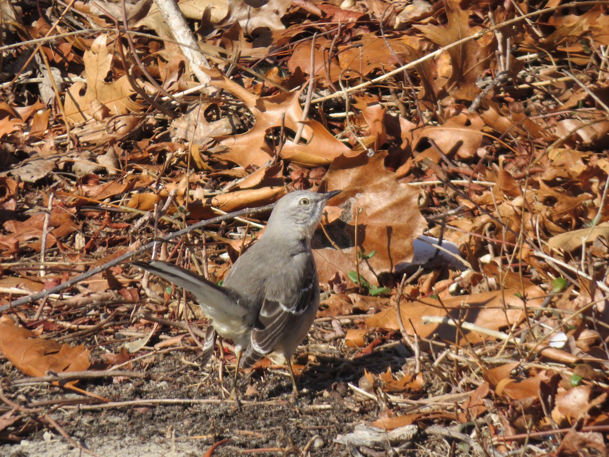 Northern Mockingbird - ML613832927