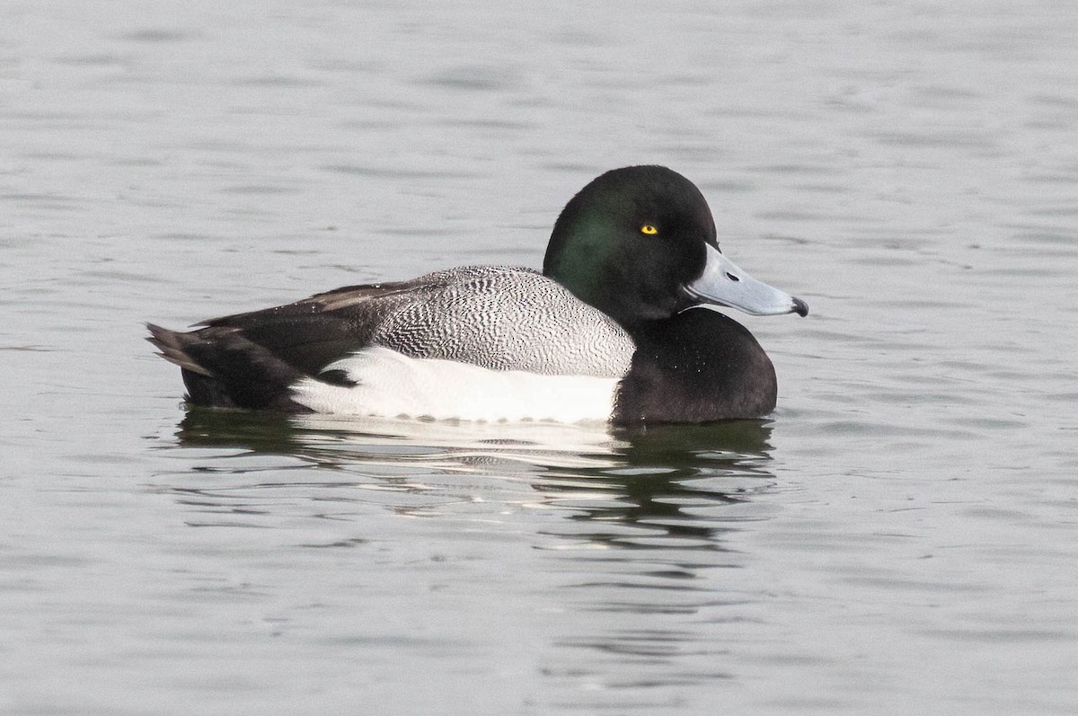 Greater Scaup - ML613832974