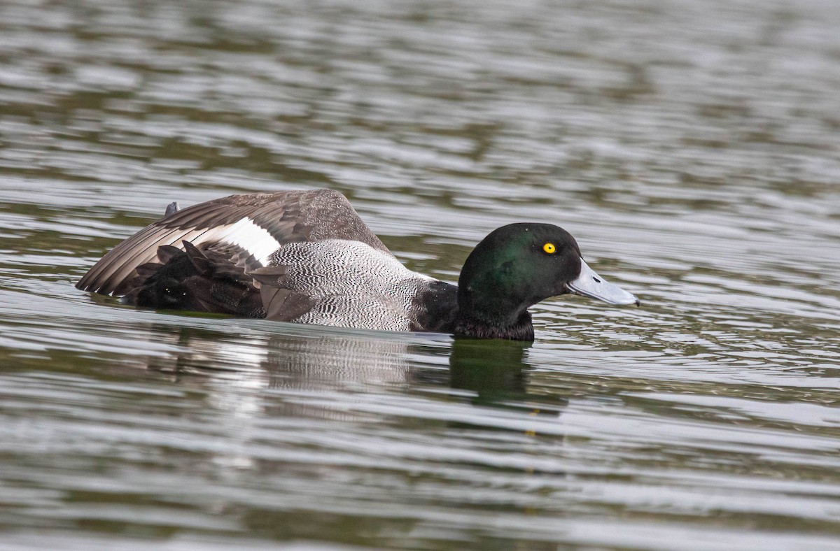 Greater Scaup - ML613832975