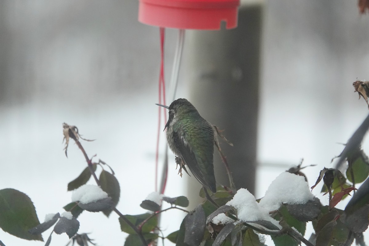 Anna's Hummingbird - ML613832976