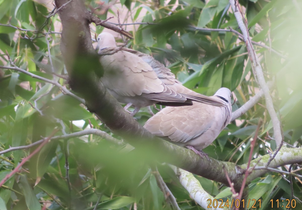 Eurasian Collared-Dove - ML613832989