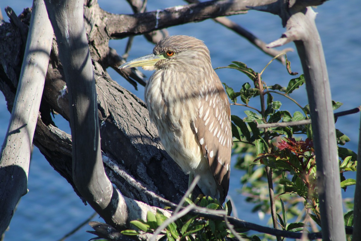 Black-crowned Night Heron - ML613833015