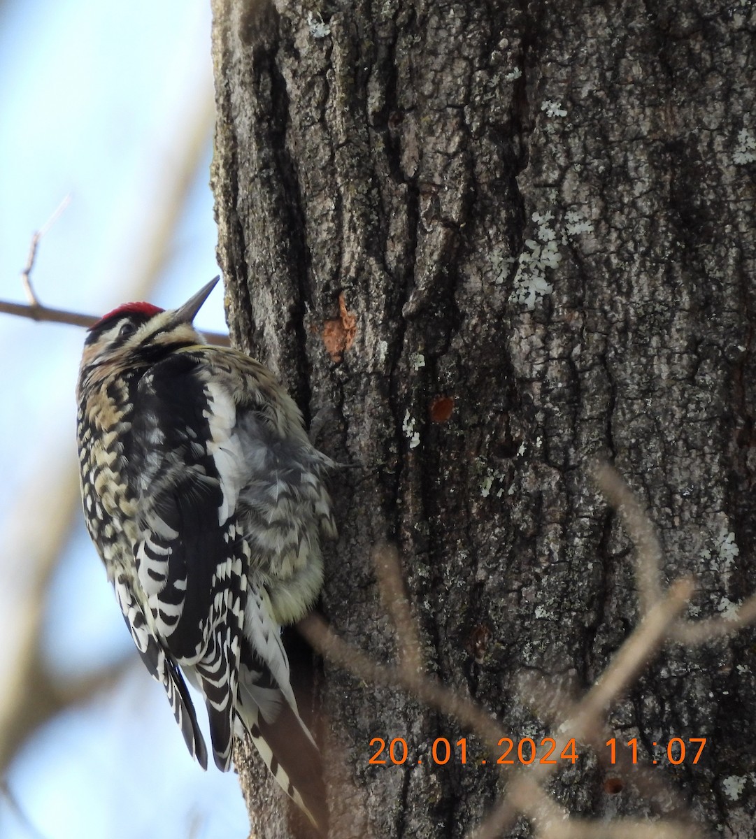 Yellow-bellied Sapsucker - ML613833027