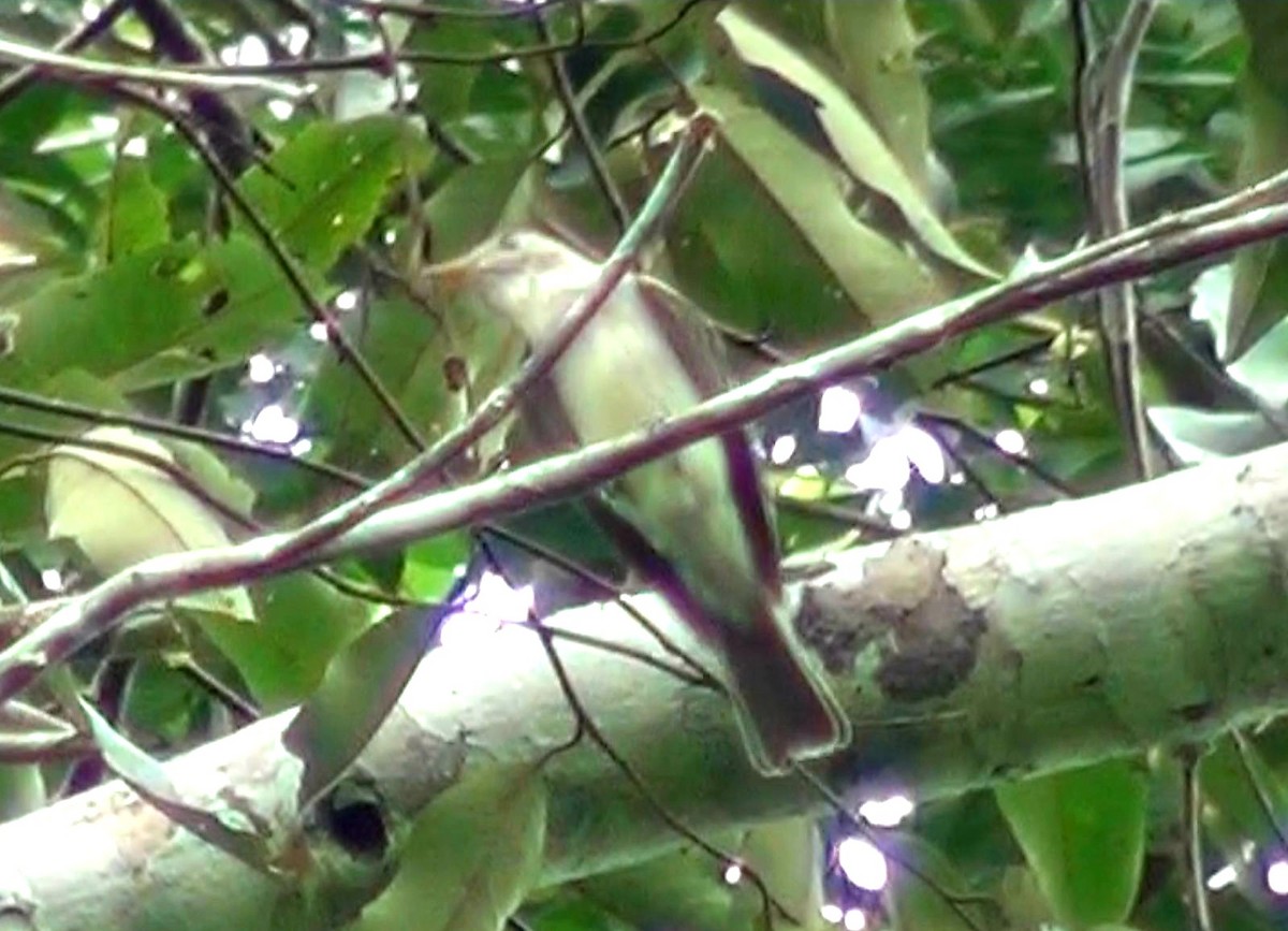 Eastern Wood-Pewee - ML613833116