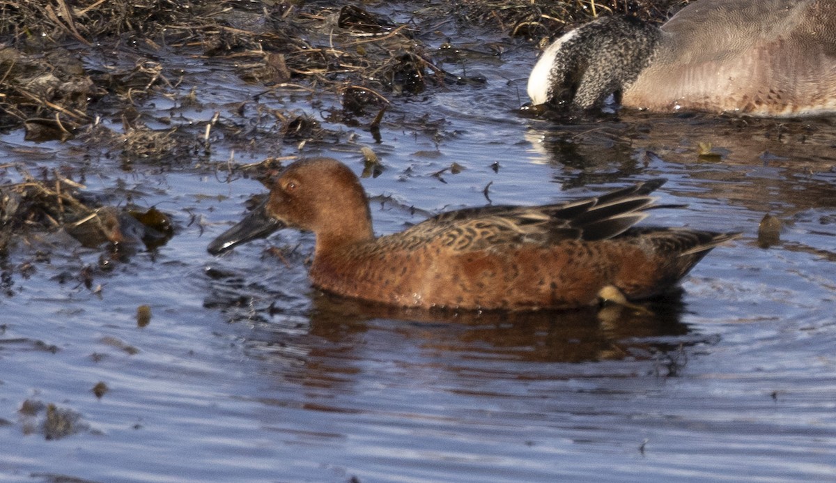 Cinnamon Teal - Lee Wagner