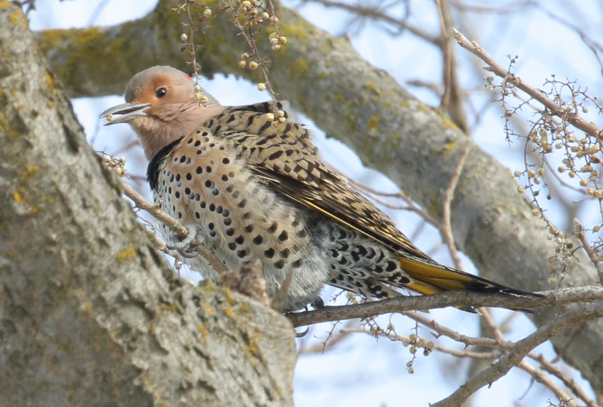 Northern Flicker - ML613833166