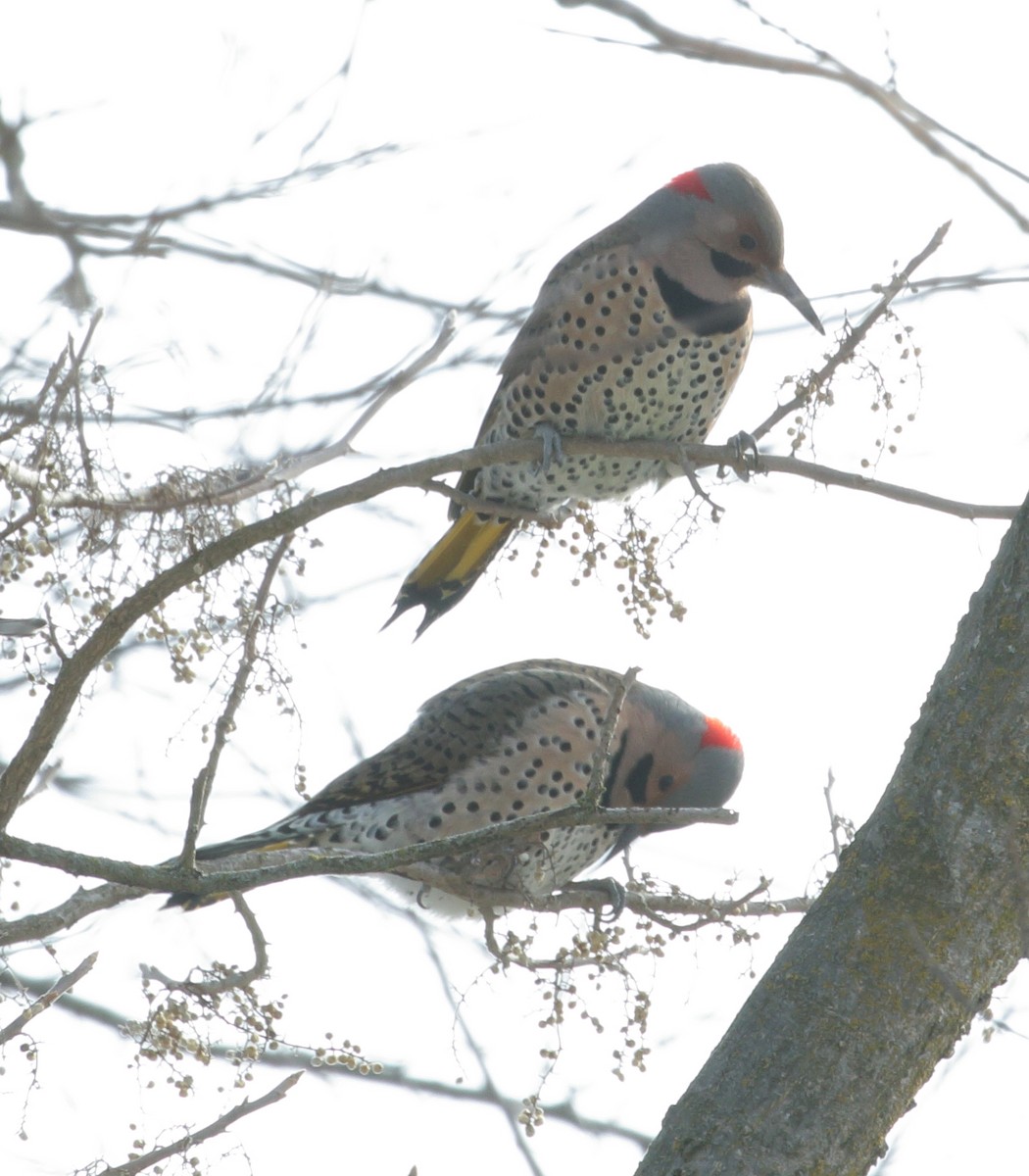 Northern Flicker - ML613833167