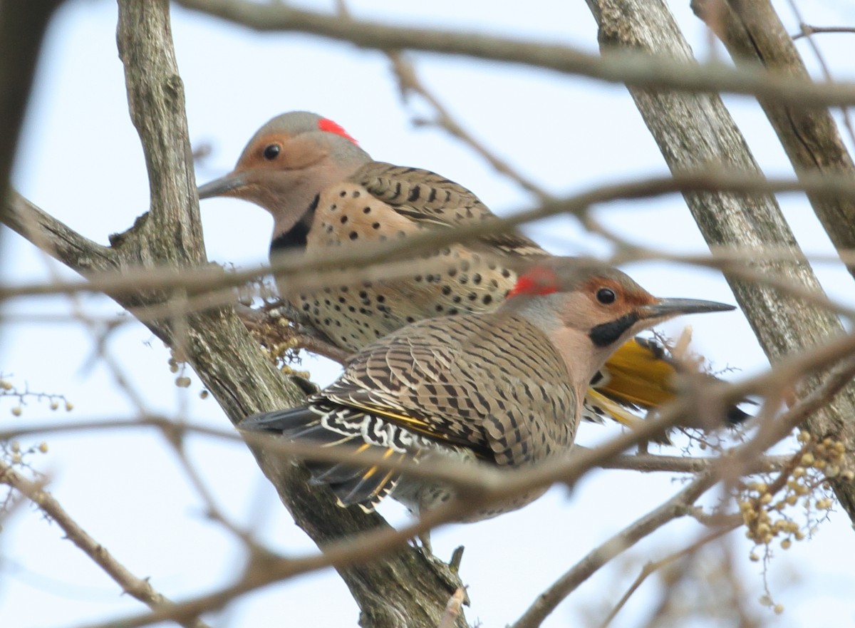 Northern Flicker - ML613833168