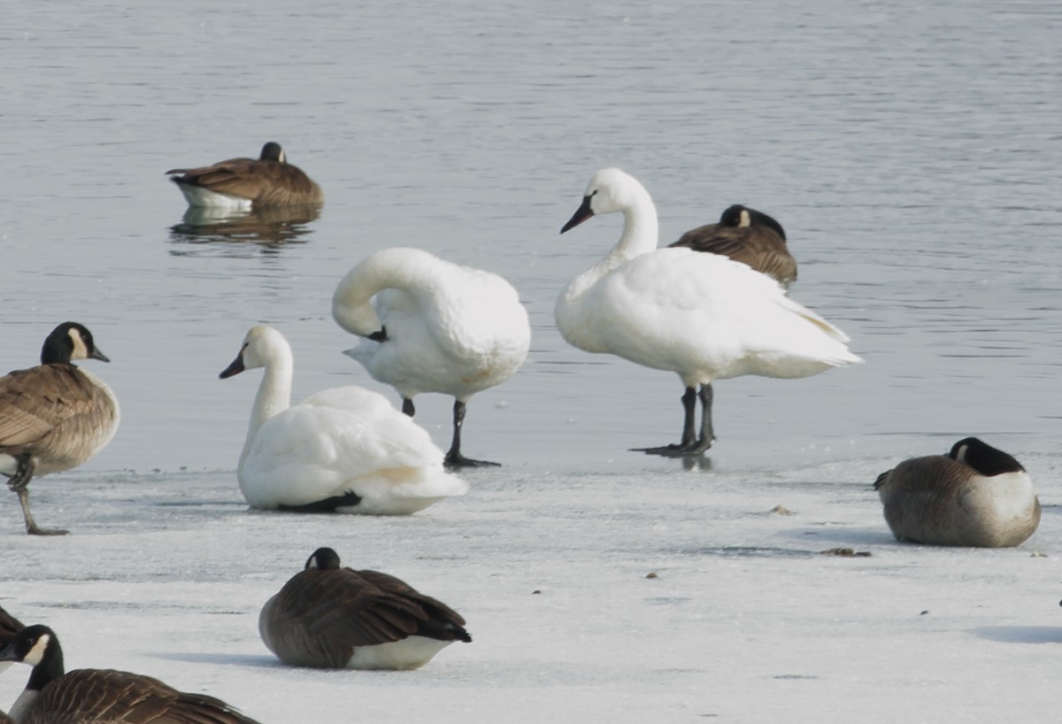 Tundra Swan - ML613833211