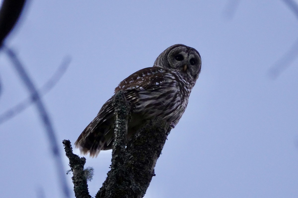 Barred Owl - ML613833227