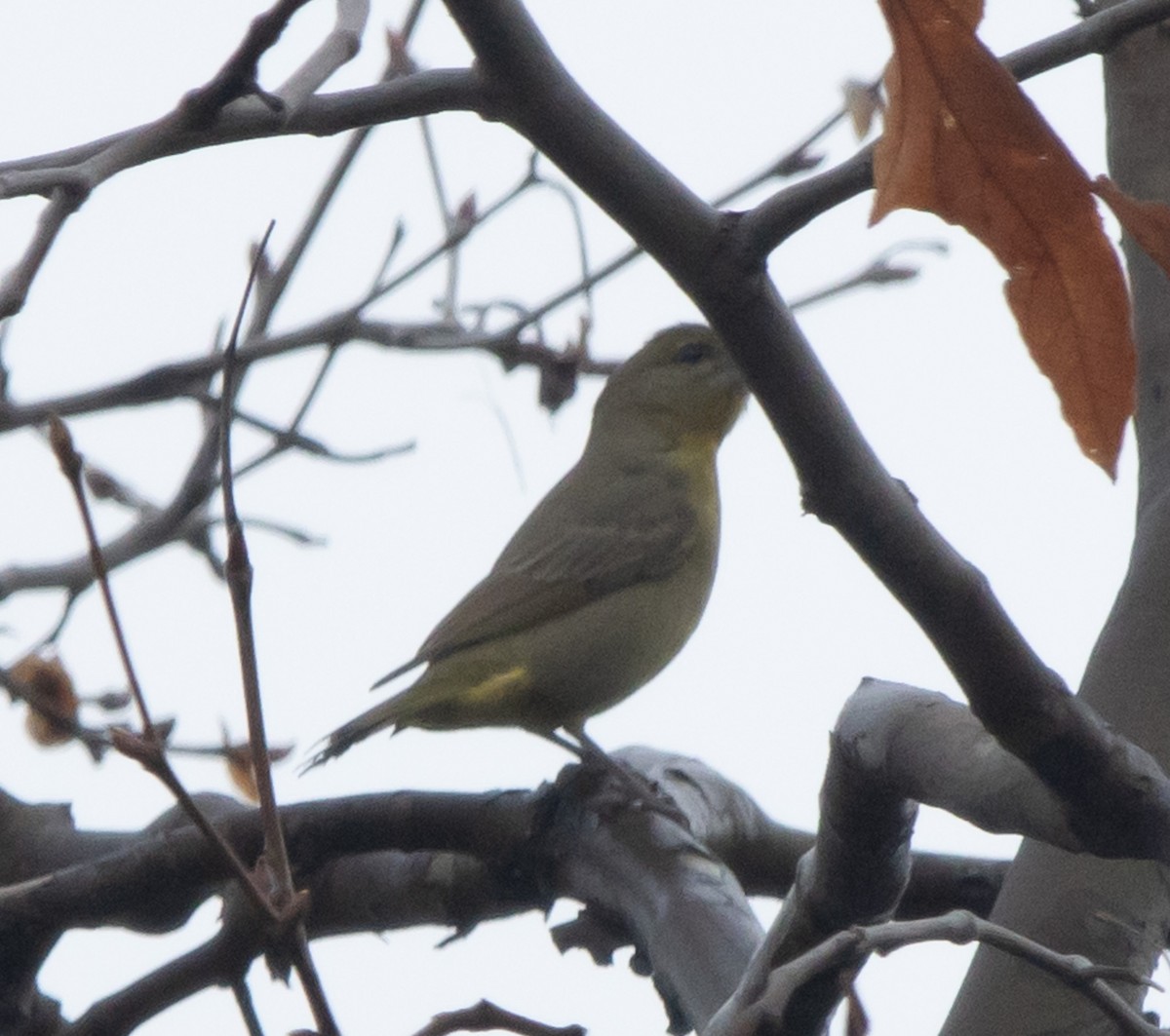 Hepatic Tanager - Luca Cinus