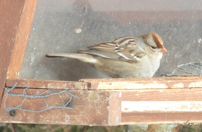 White-crowned Sparrow - ML613833263