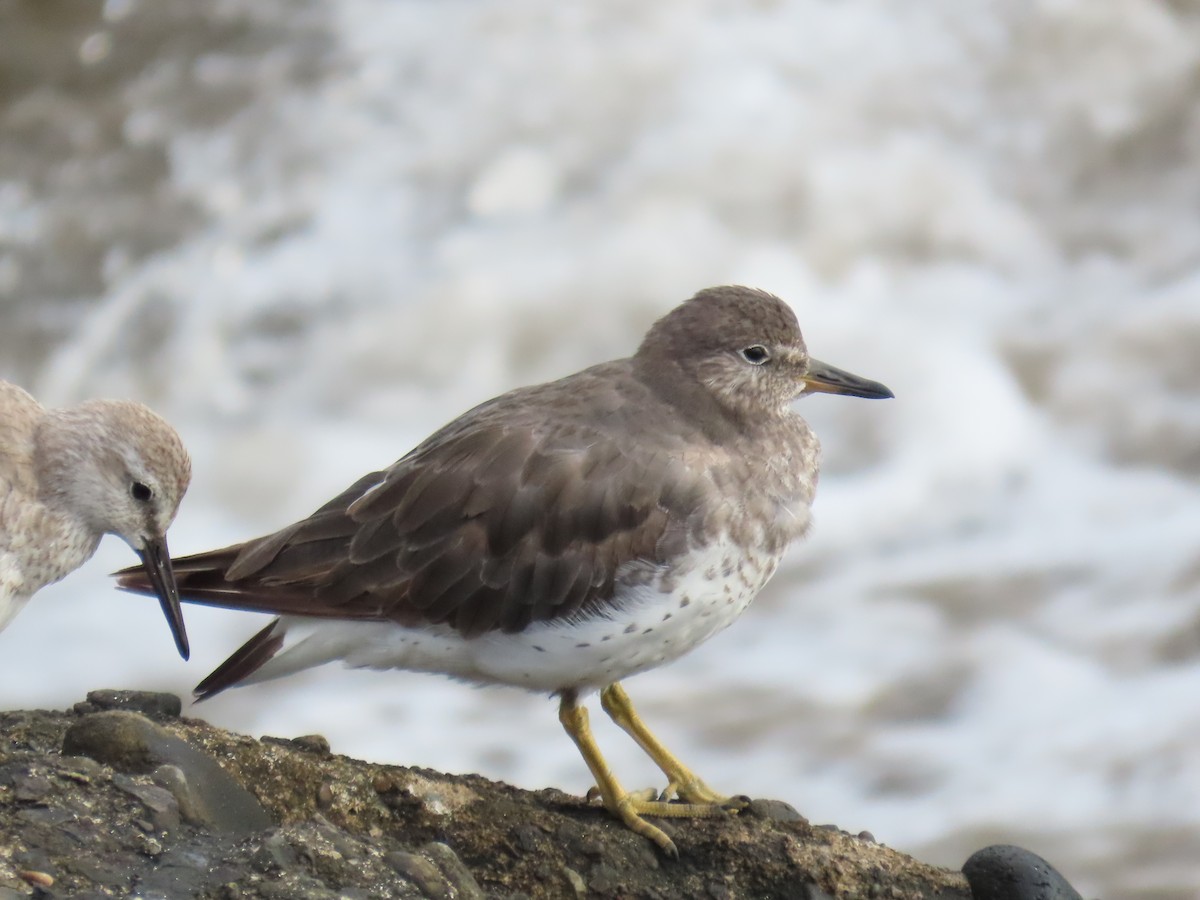 Surfbird - ML613833288