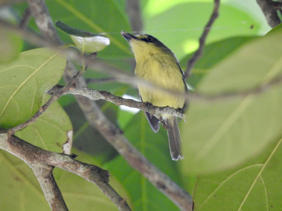 Gray-headed Tody-Flycatcher - ML613833301