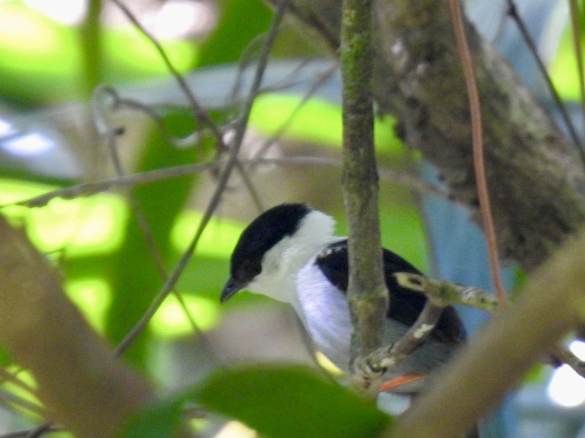 White-bearded Manakin - ML613833308