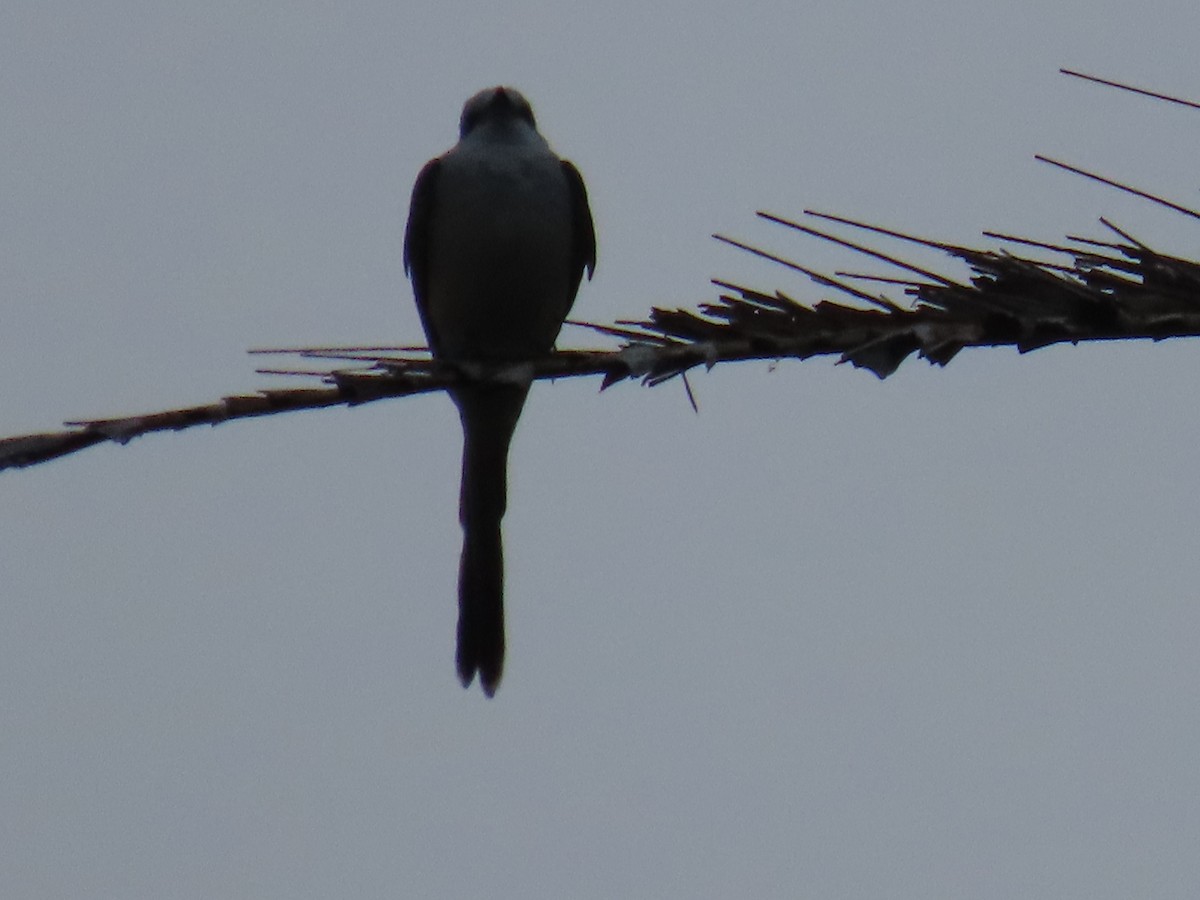 Scissor-tailed Flycatcher - ML613833354