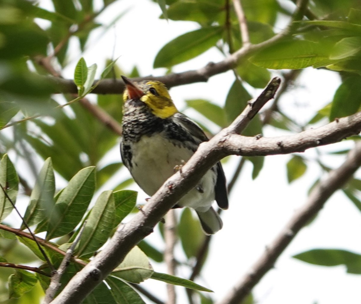 Black-throated Green Warbler - Sylvia Afable