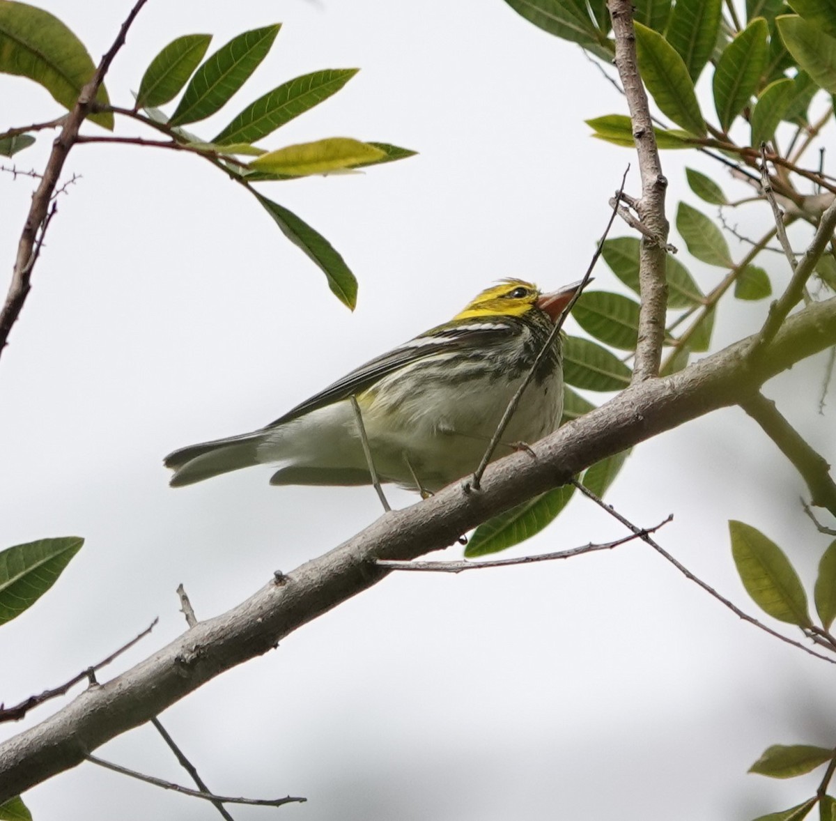 Black-throated Green Warbler - Sylvia Afable