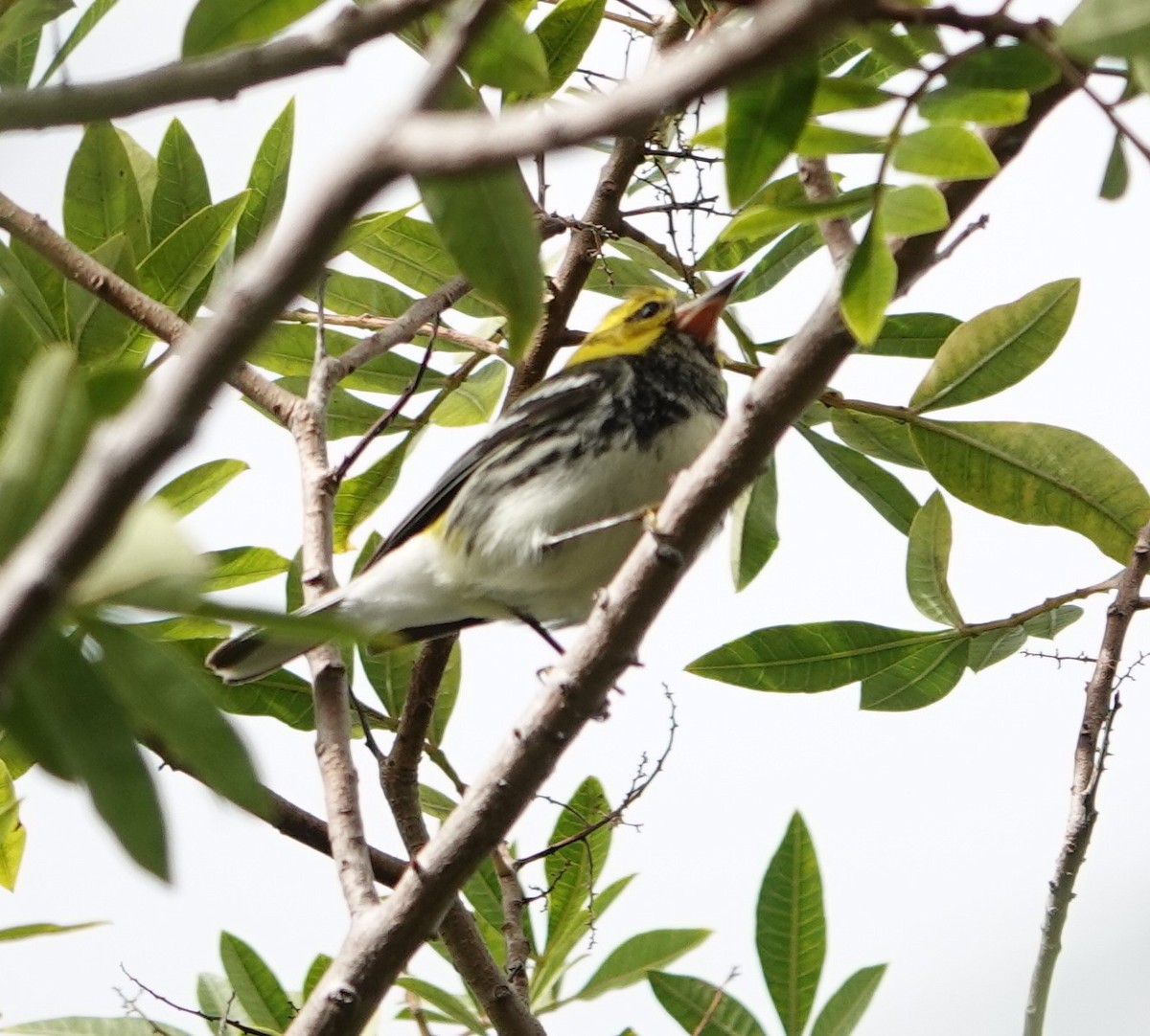 Black-throated Green Warbler - Sylvia Afable