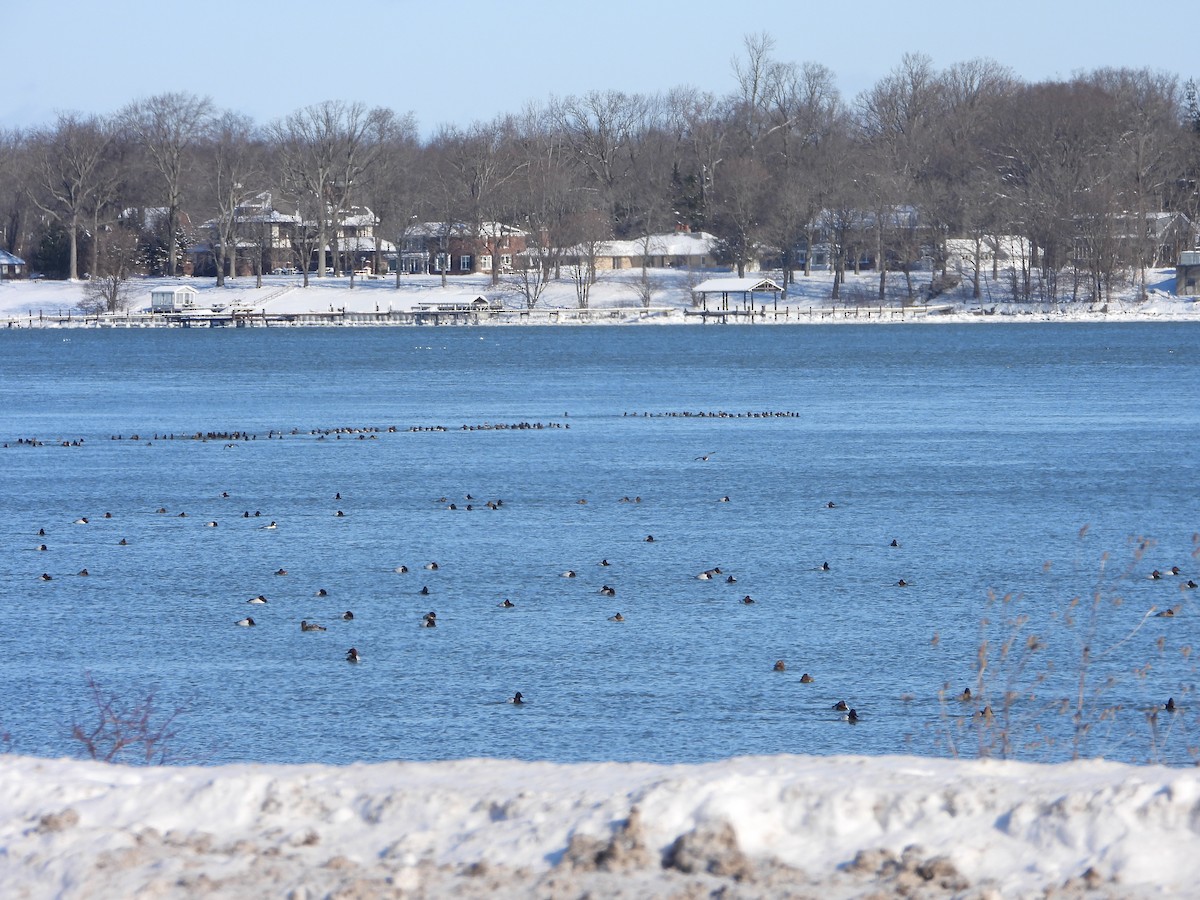 Canvasback - ML613833438