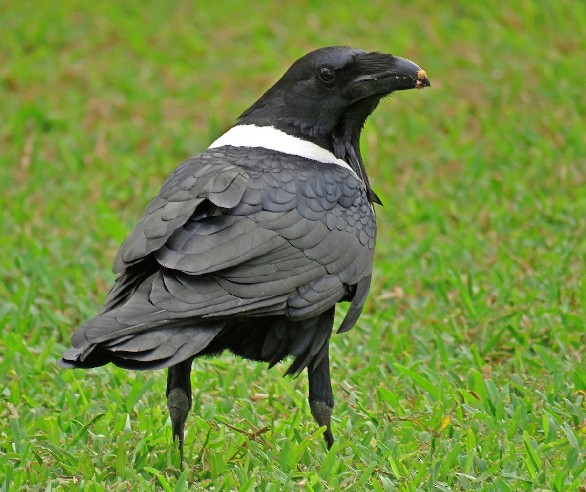 Pied Crow - ML613833458