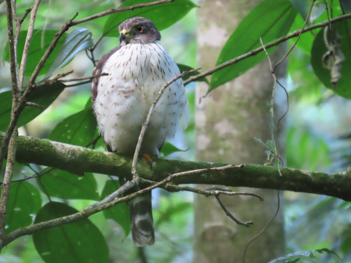 Double-toothed Kite - ML613833490