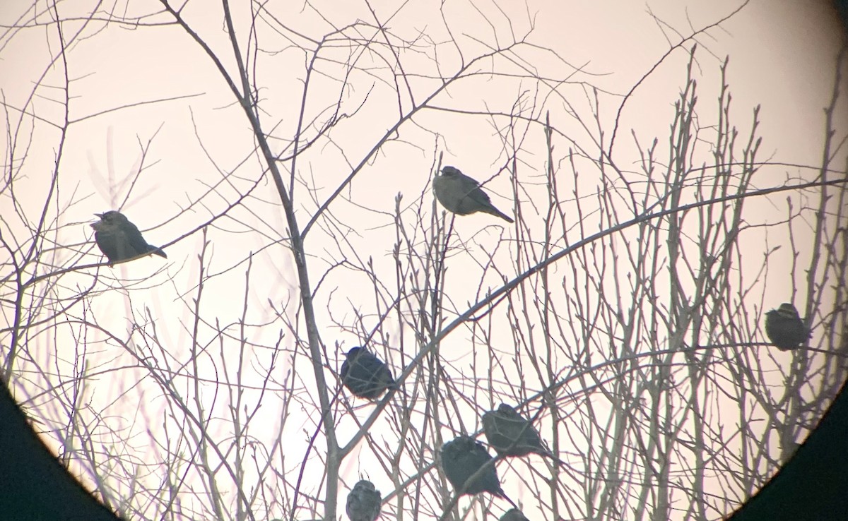 Rusty Blackbird - Austin Young