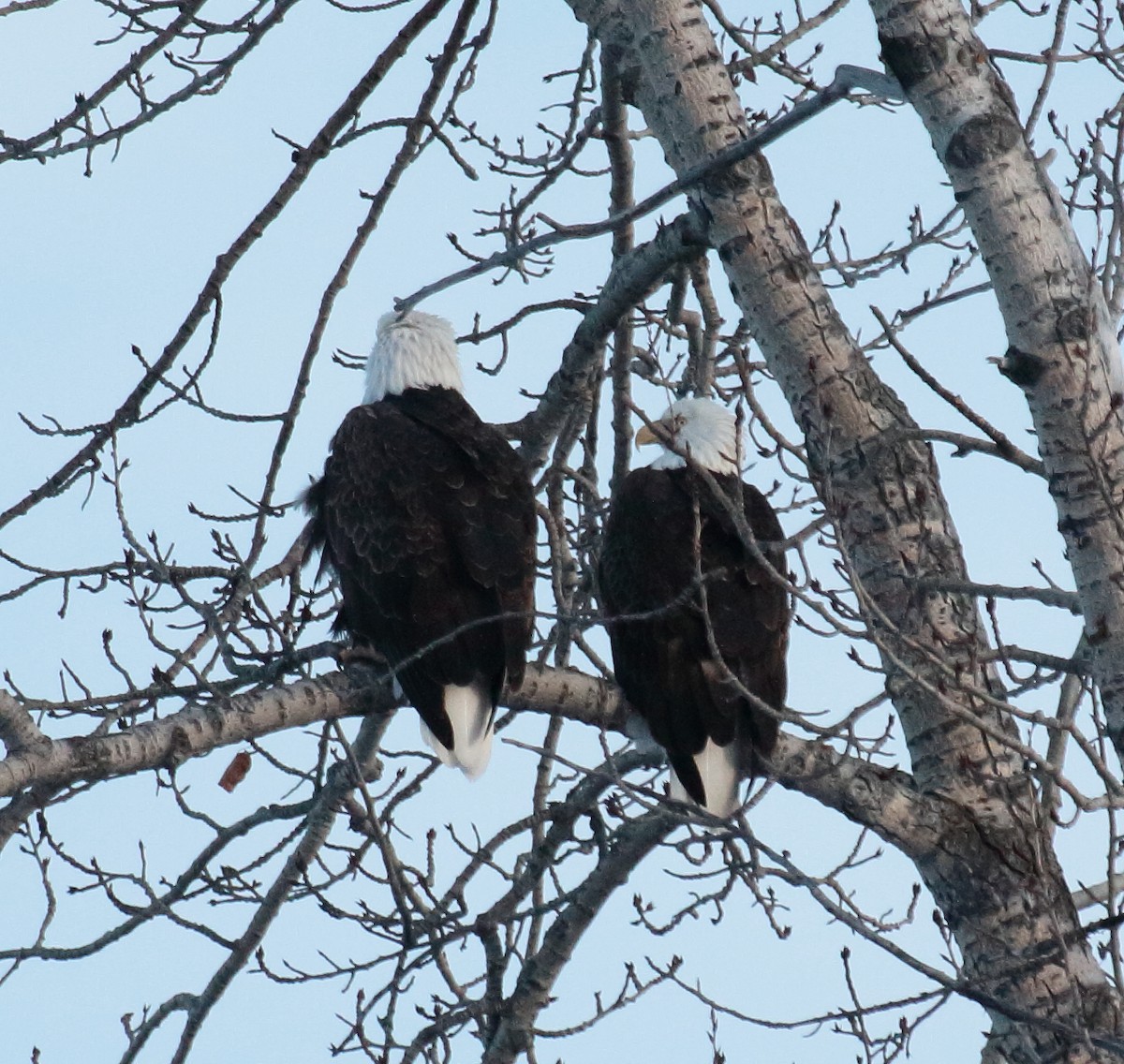 Bald Eagle - ML613833575