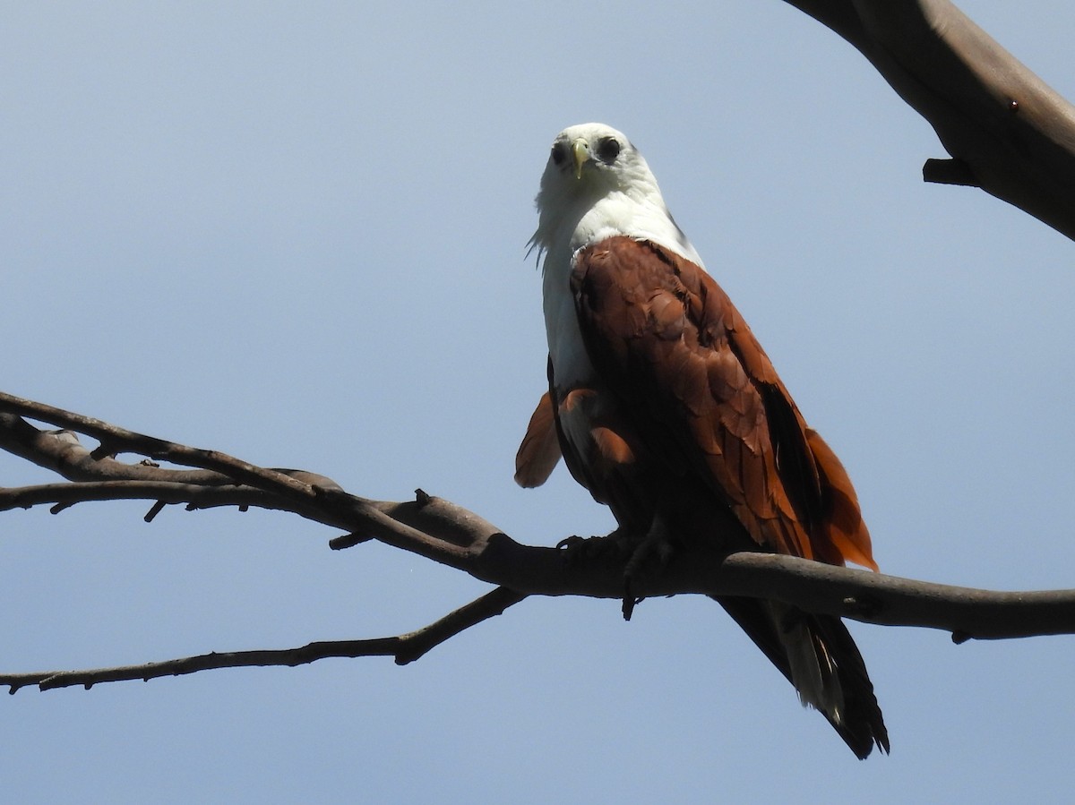 Brahminy Kite - ML613833614