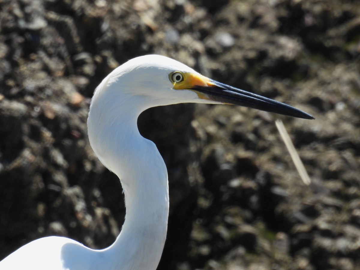 Little Egret - ML613833630