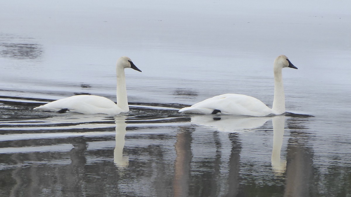 Trumpeter Swan - ML613833634