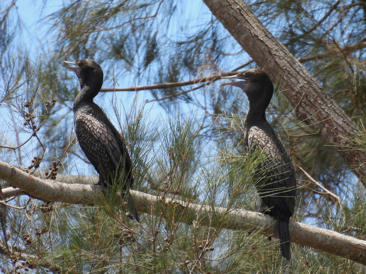 Cormorán Totinegro - ML613833651