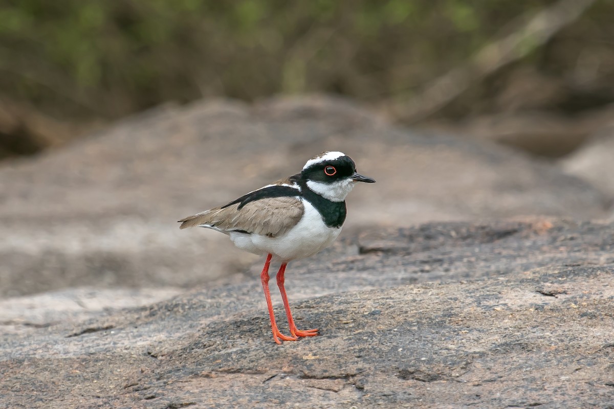 Pied Plover - ML613833654