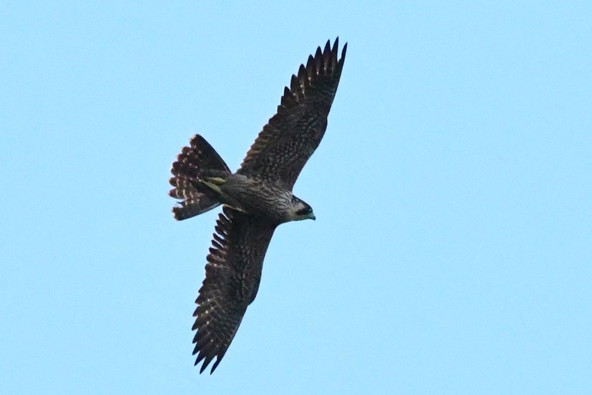 Halcón Peregrino - ML613833679