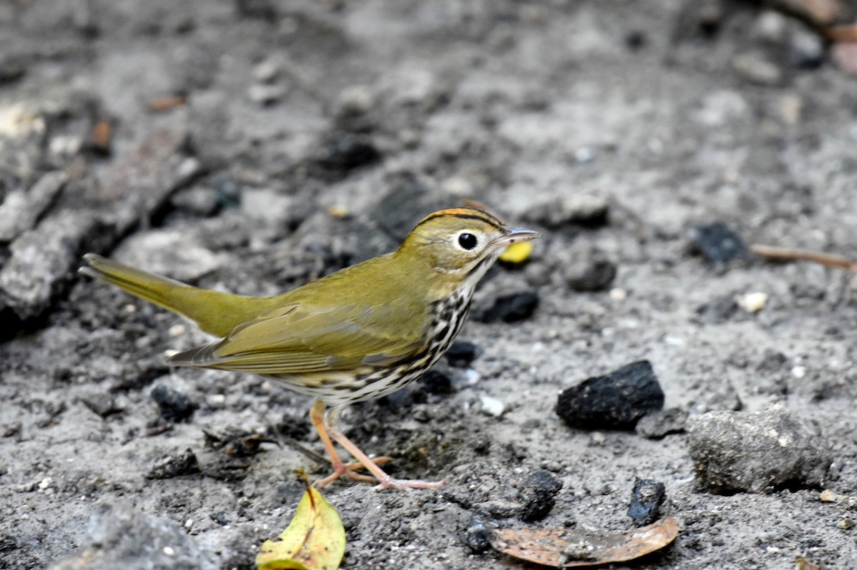 Ovenbird - ML613833719