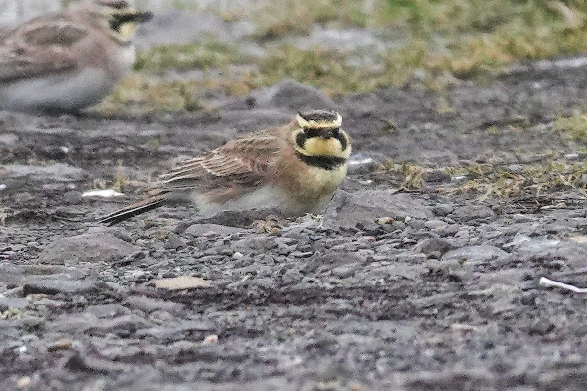 Horned Lark - ML613833741