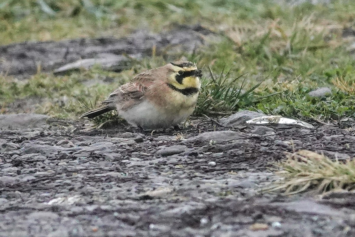 Horned Lark - ML613833742