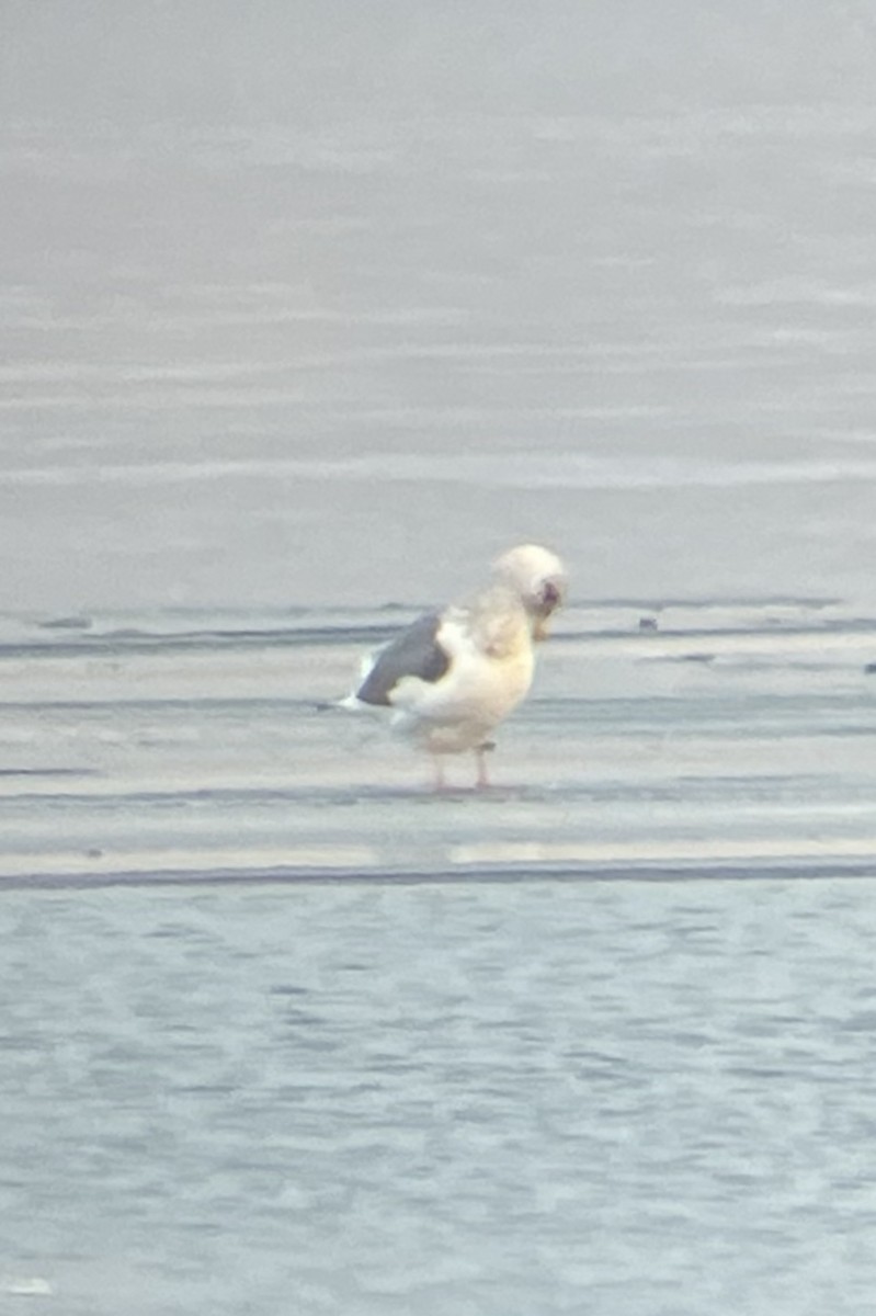 Slaty-backed Gull - ML613833791