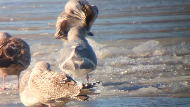 Gaviota de Bering - ML613833912