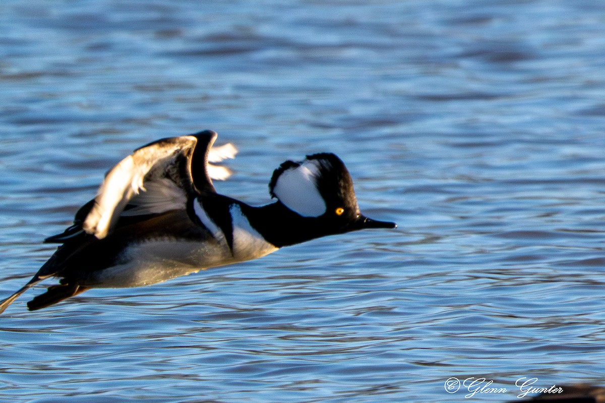 Hooded Merganser - ML613833939